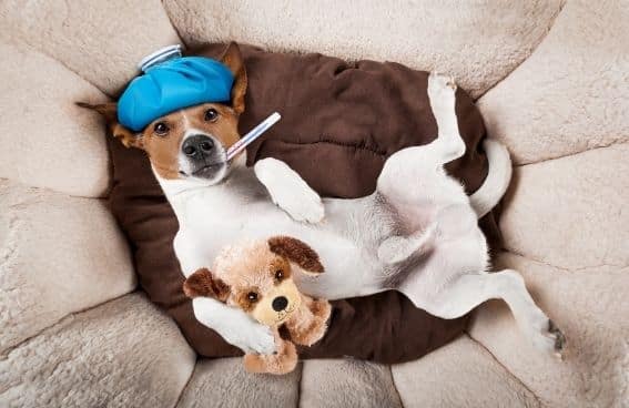 urgencias veterinarias a domicilio madrid