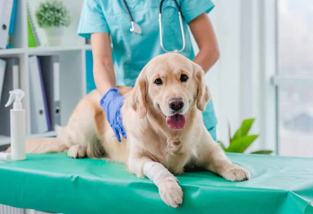Artritis canina en perros